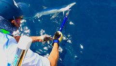 Pêche du requin en méditerranée avec Stéphane Lopez